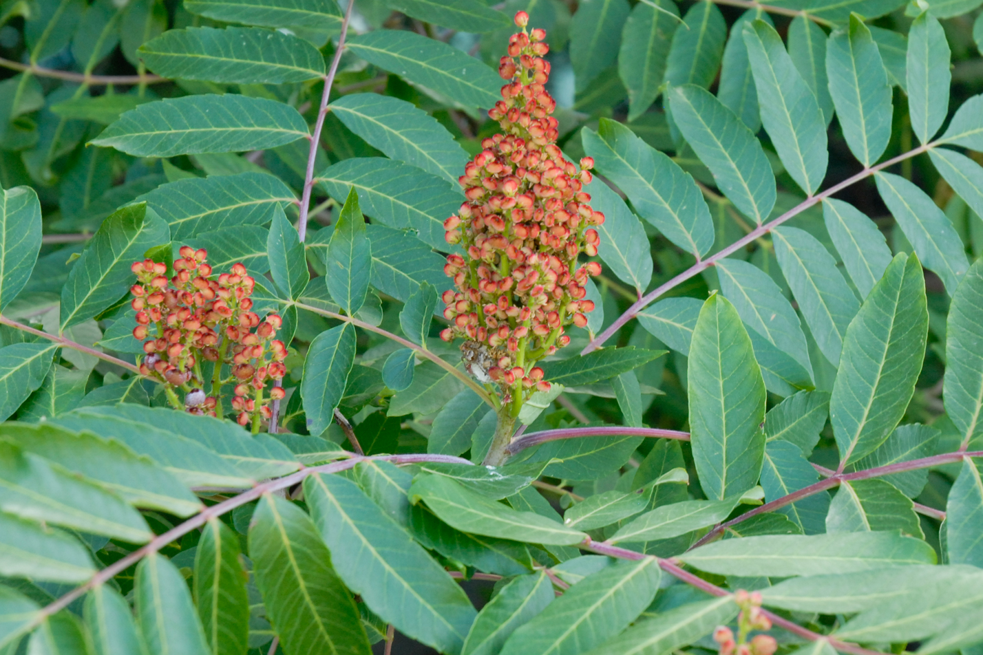 Smooth Sumac